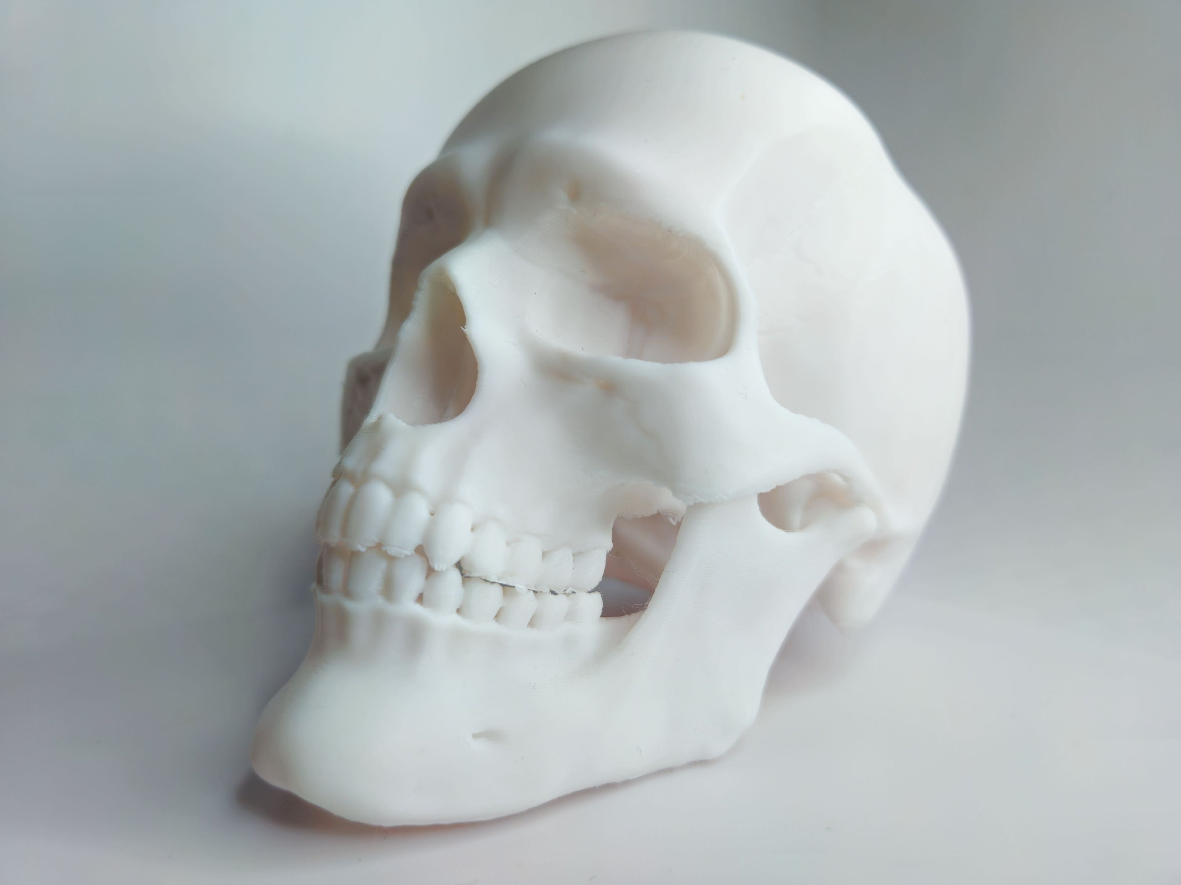 Articulated Human Skull - Education/Prop