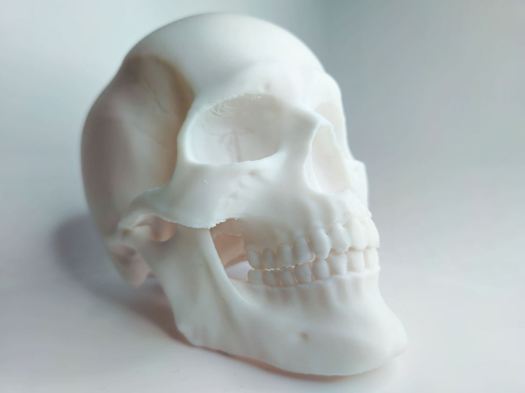 Articulated Human Skull - Education/Prop