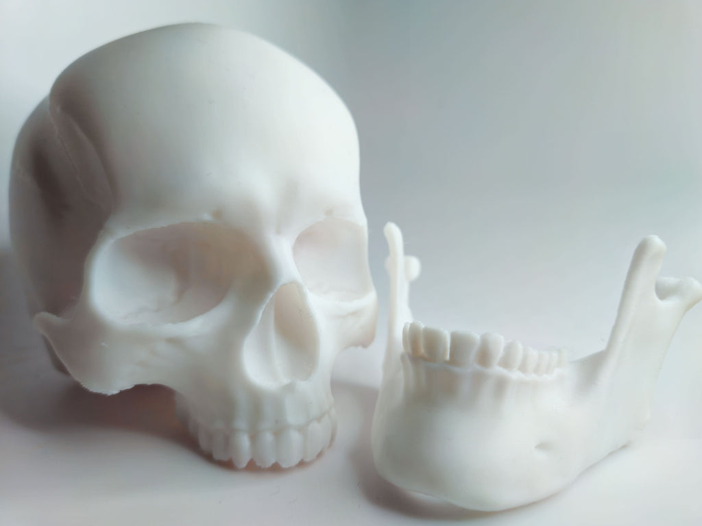 Articulated Human Skull - Education/Prop