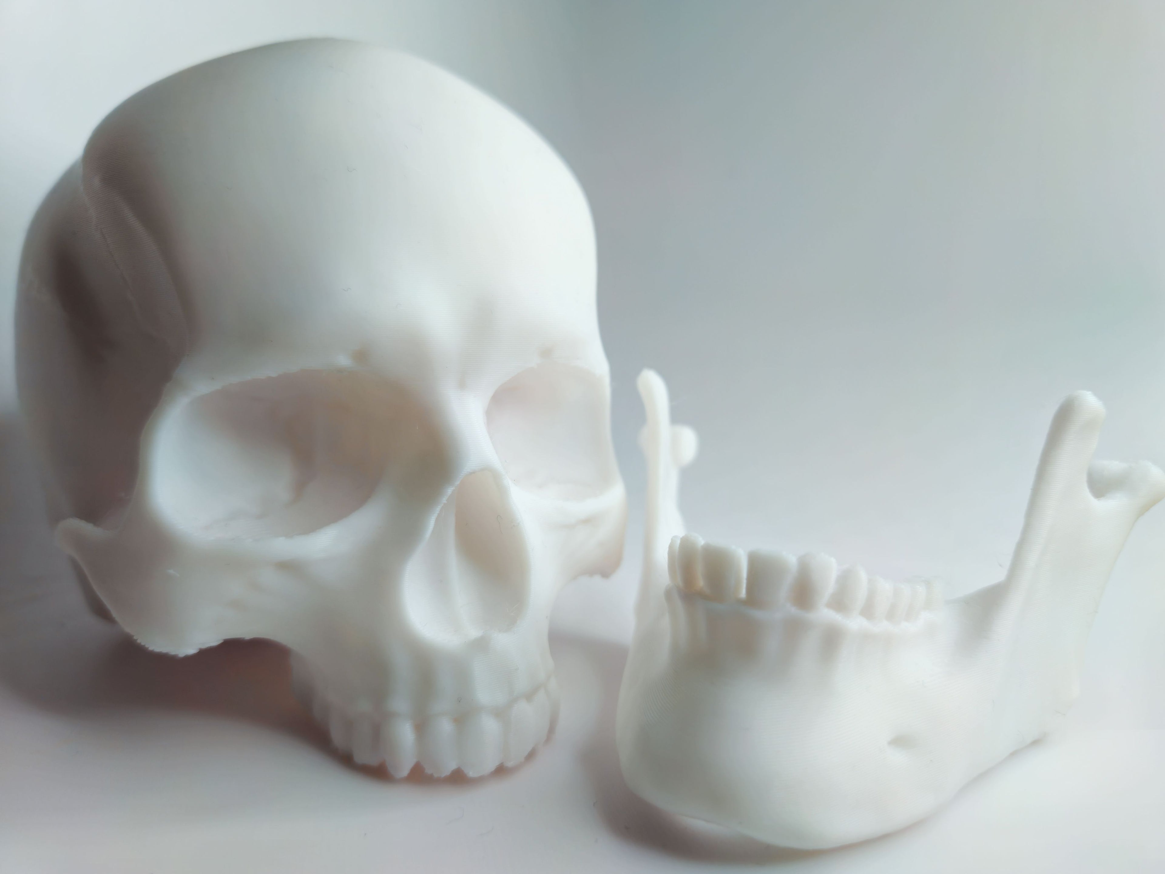 Articulated Human Skull - Education/Prop