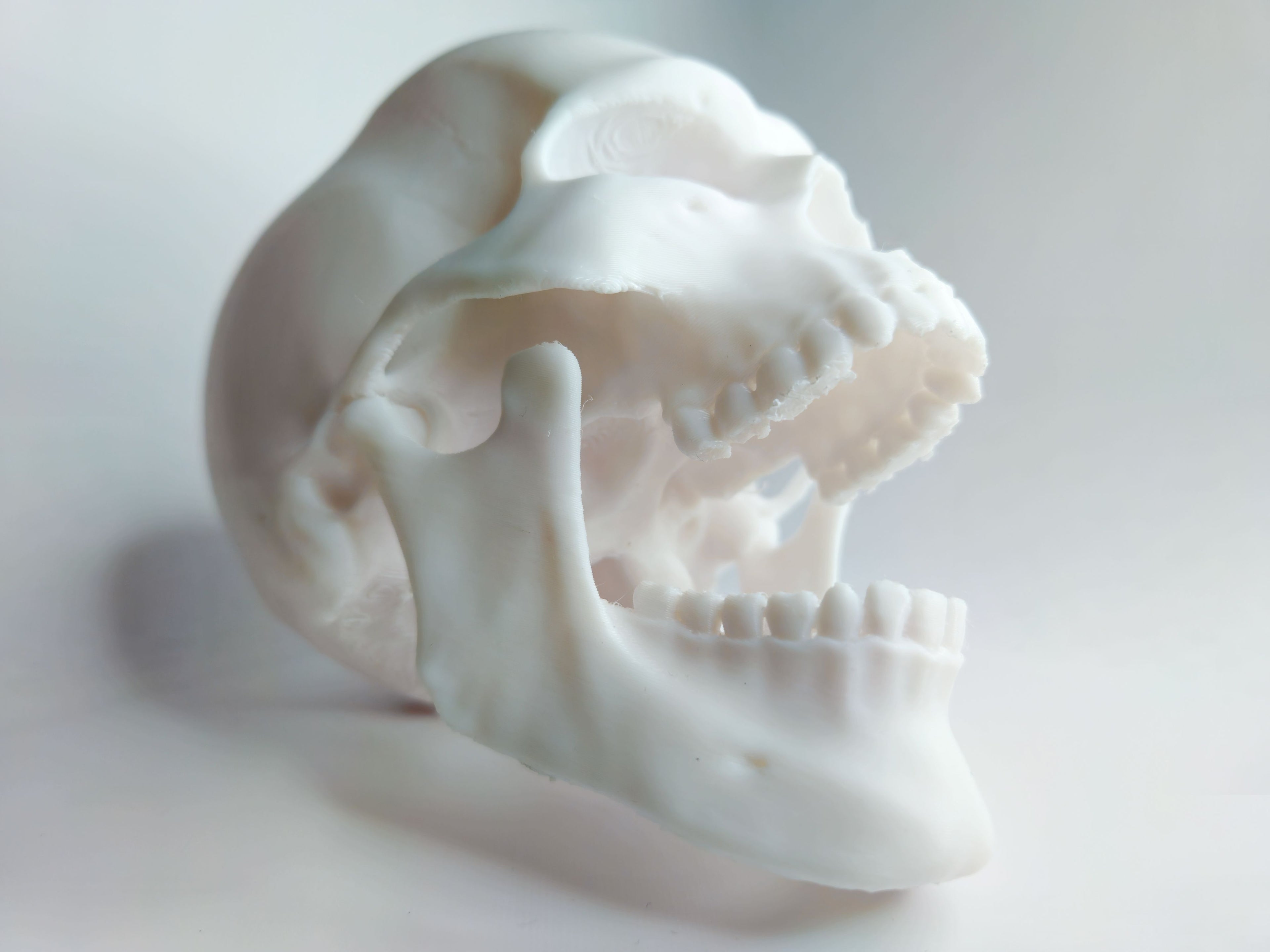 Articulated Human Skull - Education/Prop